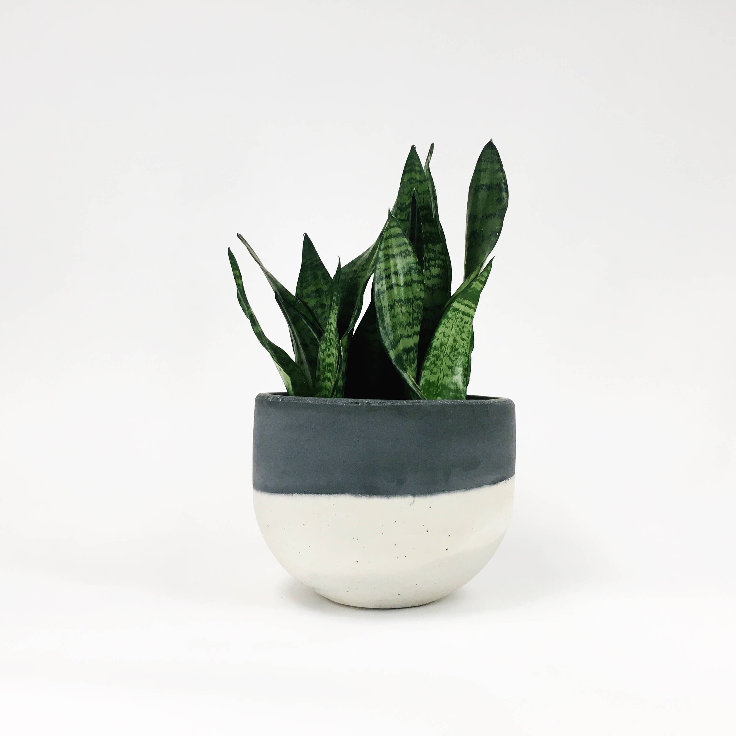 Settlewell - Wholesale Plant Pot - 9" Concrete Bowl Planter / 13 Colors5