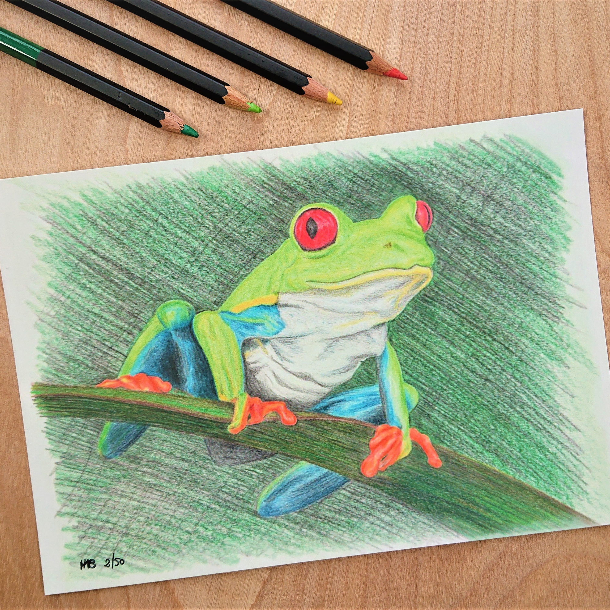Hannah Kate Makes - Wholesale Art Print - Red Eyed Tree Frog Art Print - Cedric Sammakko - A58