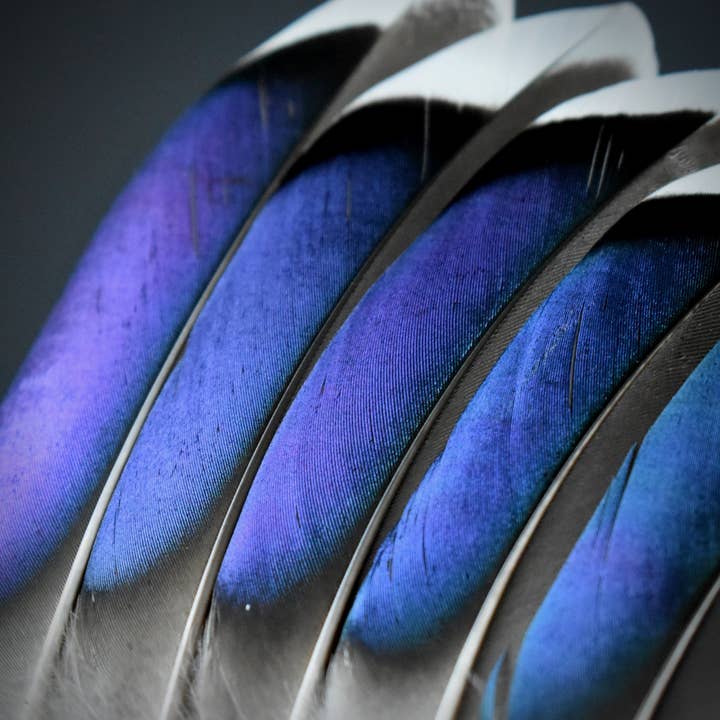 Plumes Naturelles - Wholesale Feathers - Duck feathers