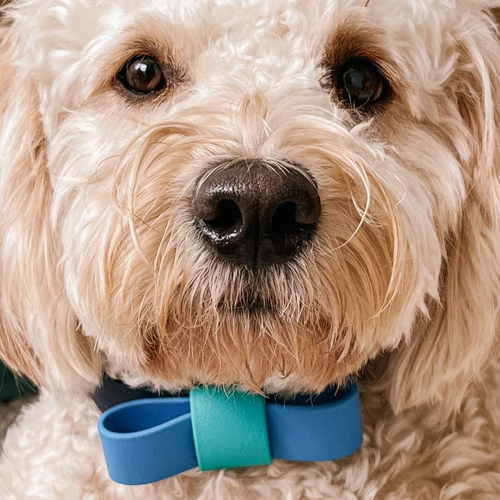 Collection Bow Tie (1 étui/6 pièces) pour la vente par Trigs + Teddy