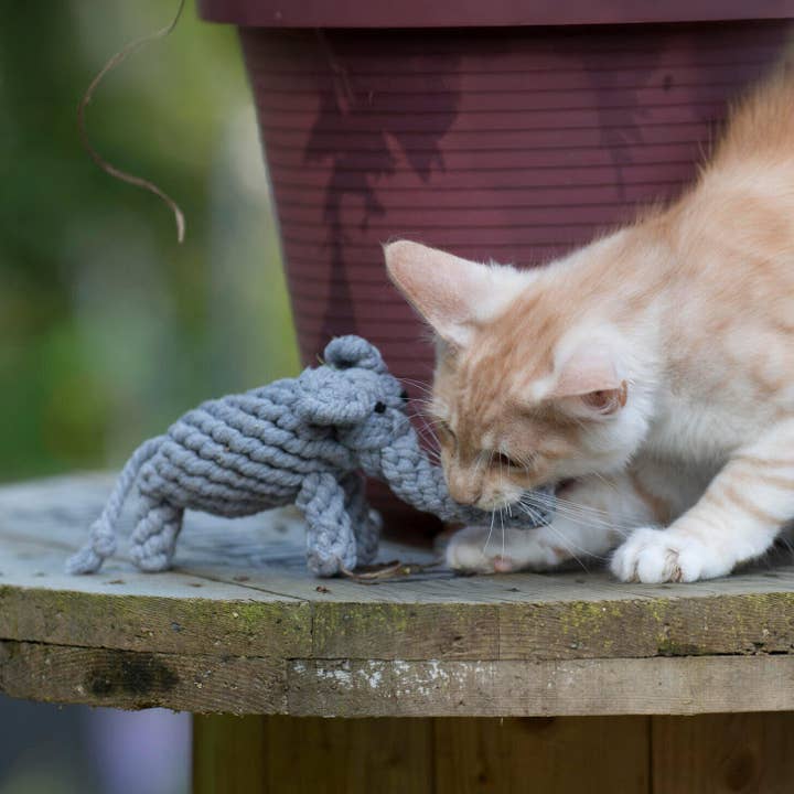 LABONI - Volentis GmbH - Wholesale Pet Chew Toy - Dog - ELTON ELEFANT JR. – The Classic with Big Play Value6