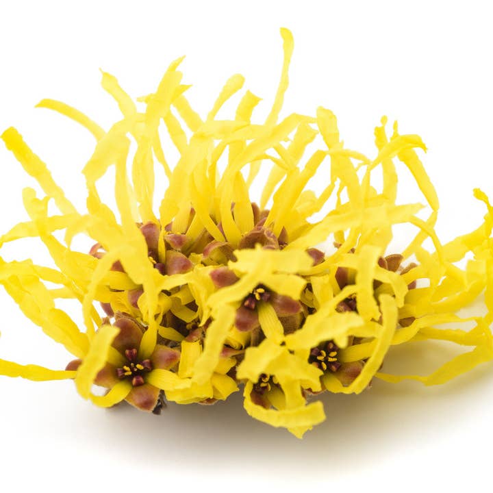 Naturally Pure Aromas - Wholesale Facial Toner - Witch Hazel Extract 125 ML2