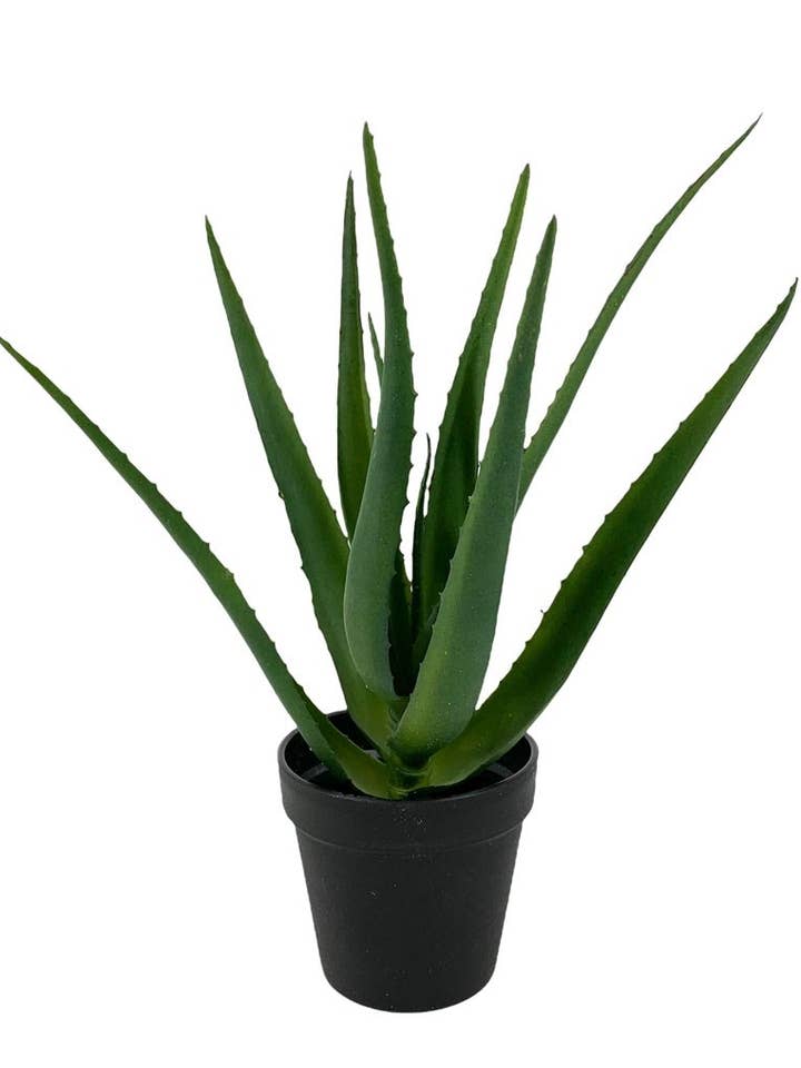 Pl.Agave X8 Tac.Nat.40cm C/Mac for wholesale by Aguilar Málaga