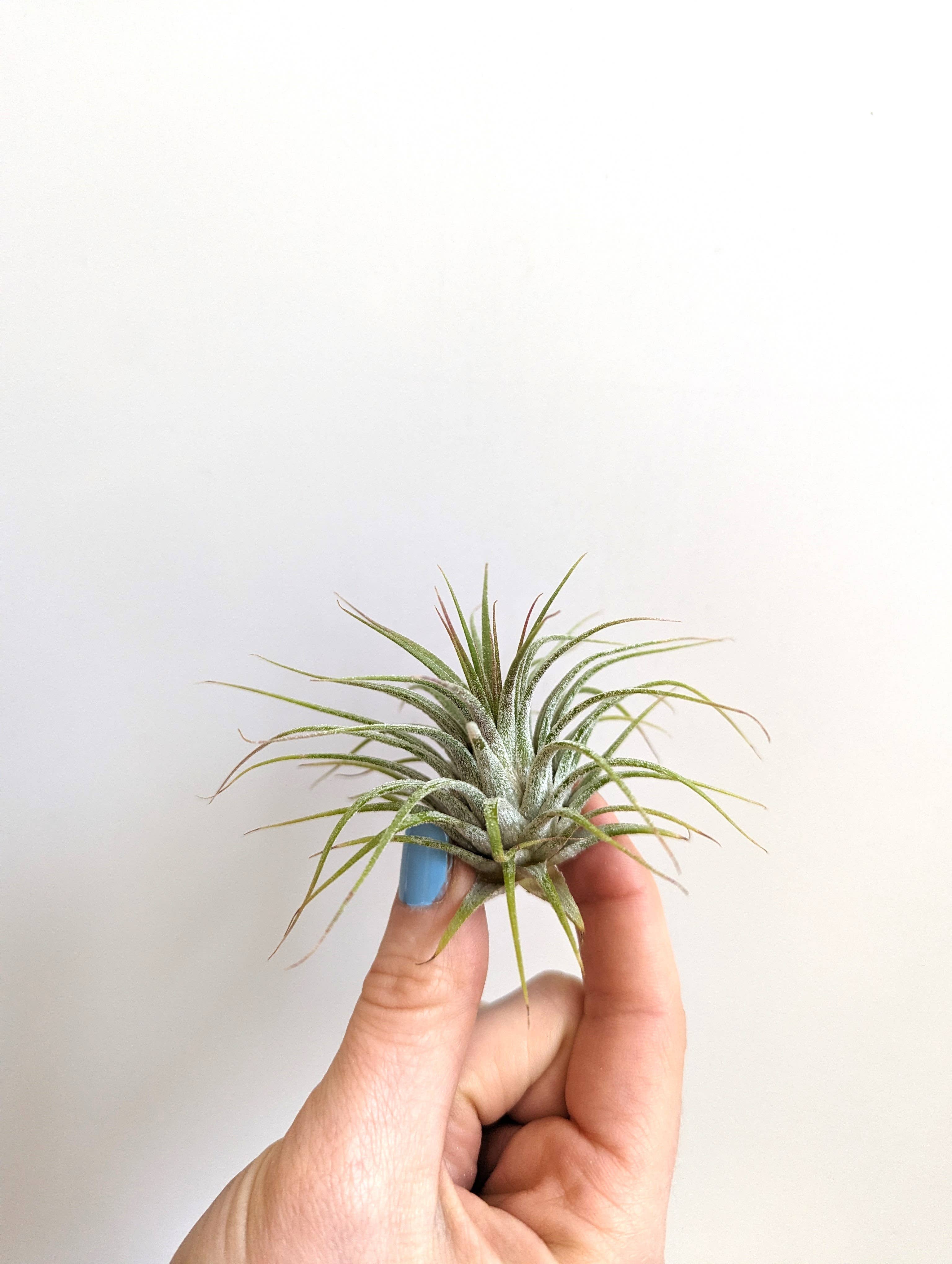 Savvie Studio – Großhandel Pflanzen – Tillandsia Ionantha Luftpflanze – Kleine Luftpflanze1