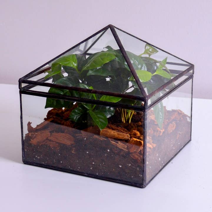 Nelson Terrarium for wholesale by Leadhead Glass