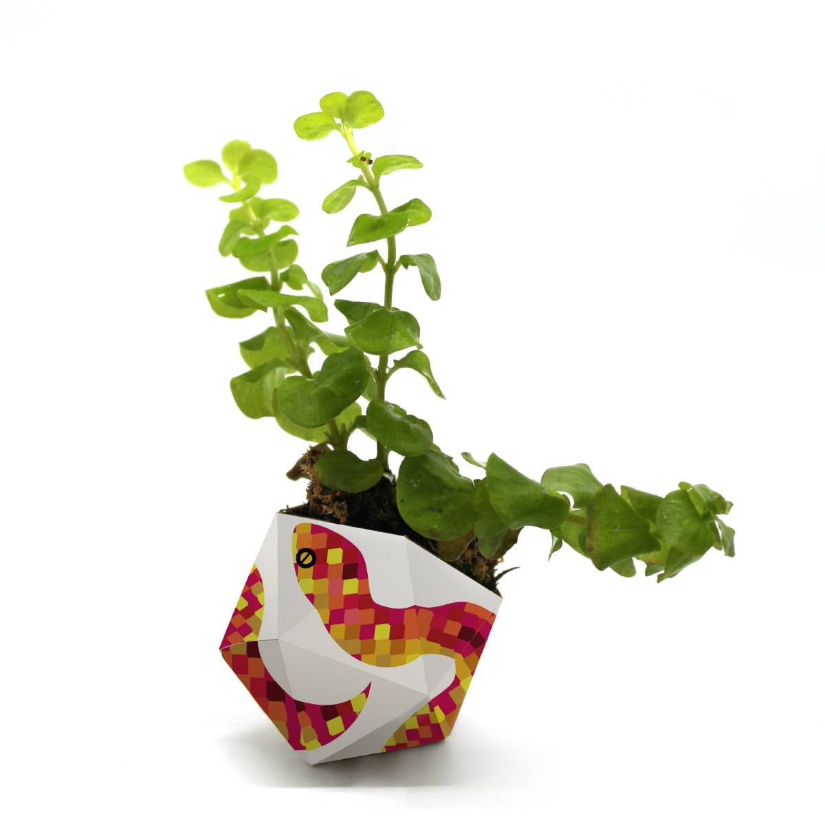 OriBon - Wholesale DIY Craft Kit - 3 OriBon - Rainforest animals collection8