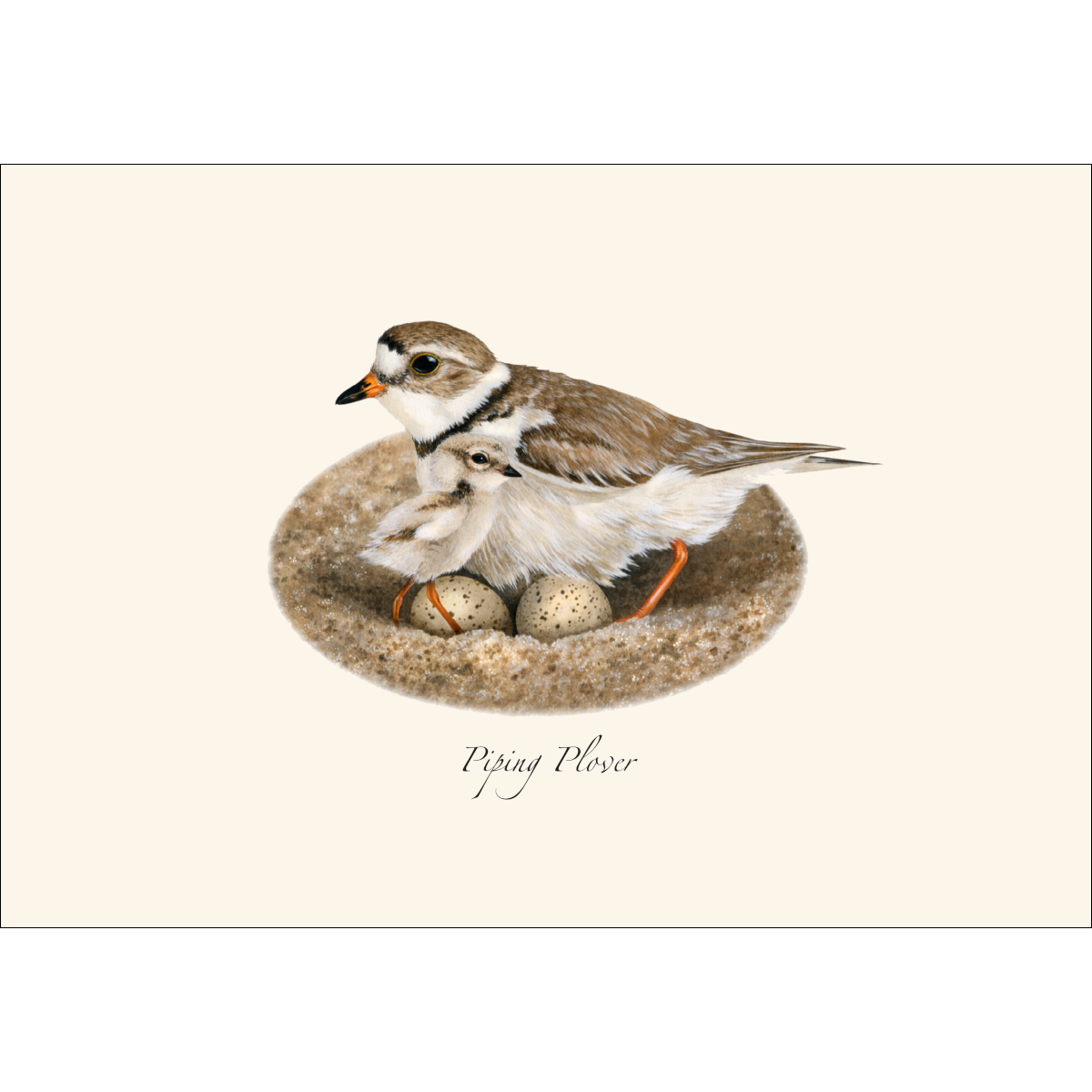 Earth Sky + Water - Wholesale Stationery/Notecard Set - Plover Assortment2