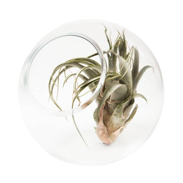 Chive - Wholesale Terrarium - Bolsk - Large Thick Glass Terrarium Container