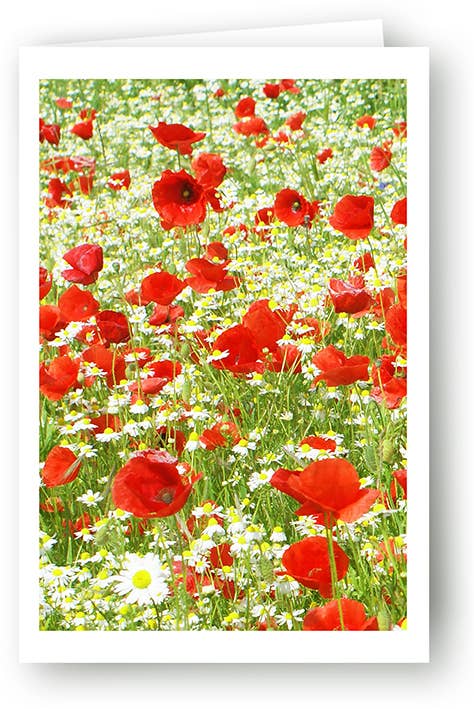 Yabué – wholesale Everyday greeting card – Blank card/Greeting card/Poppies/4994570