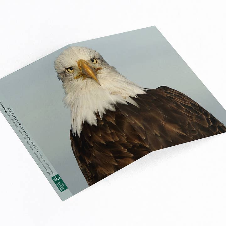 “Made in America” Bald Eagle for wholesale by Elster Photography/Big Picture Greetings
