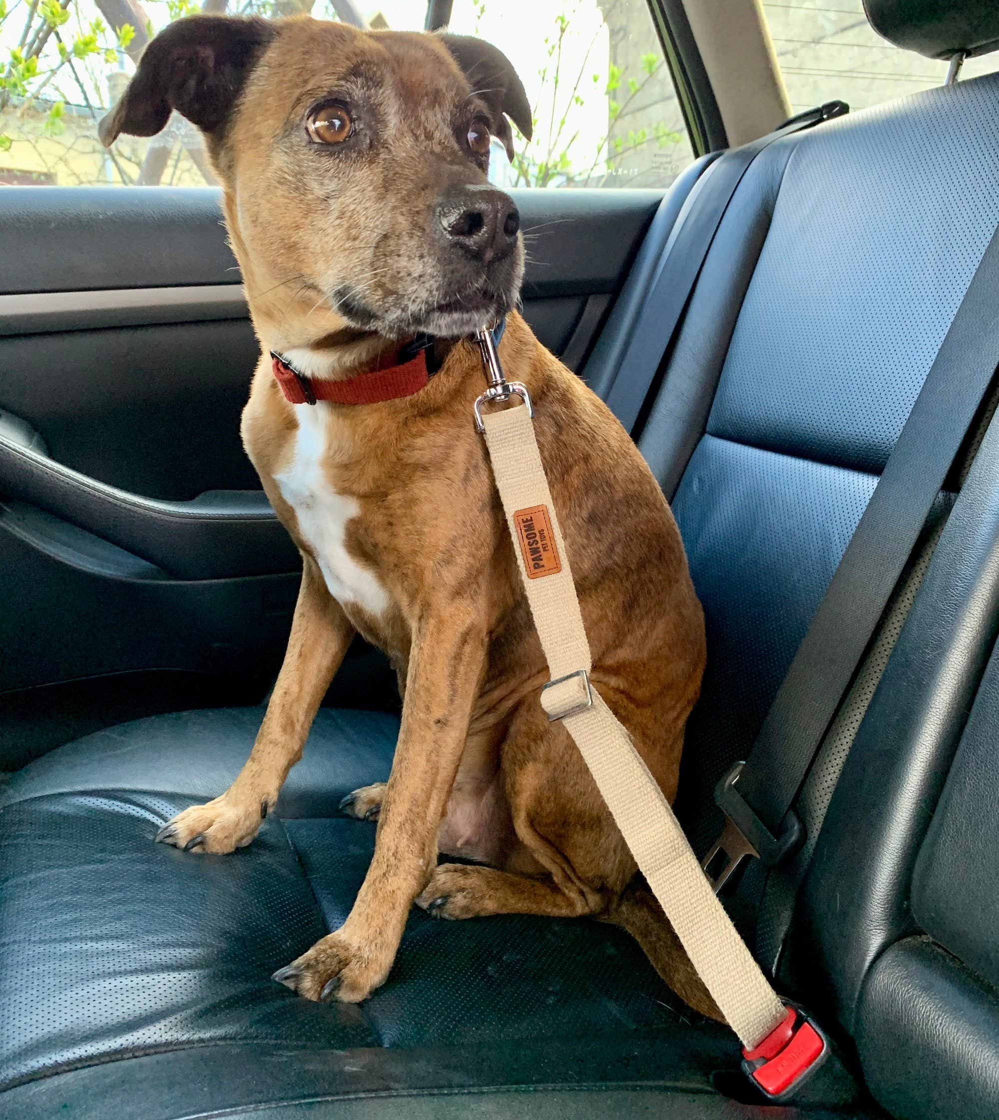 Pawsome Pet Toys - Wholesale Pet Collar - Cat/Dog - Natural Hemp Dog or Cat Car Seat Belt2