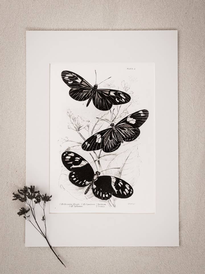 Monochrome : Art Vintage de Papillon 025 pour la vente par Coultura