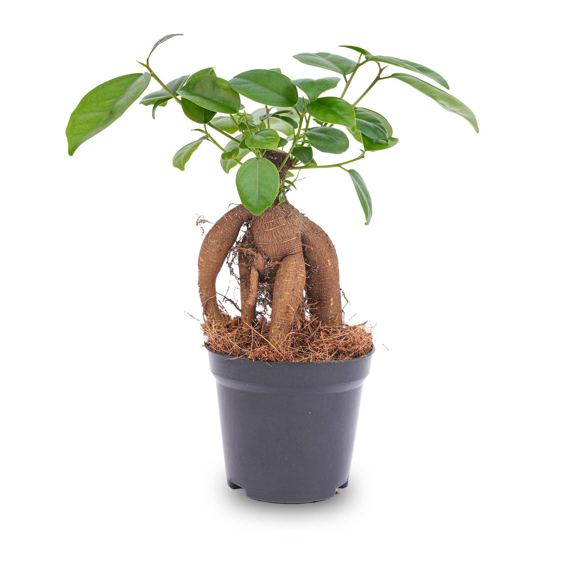 Trendhero.nl/b2b - Wholesale Live Plant - Ficus microcarpa ginseng bonsai - ↑20 cm1