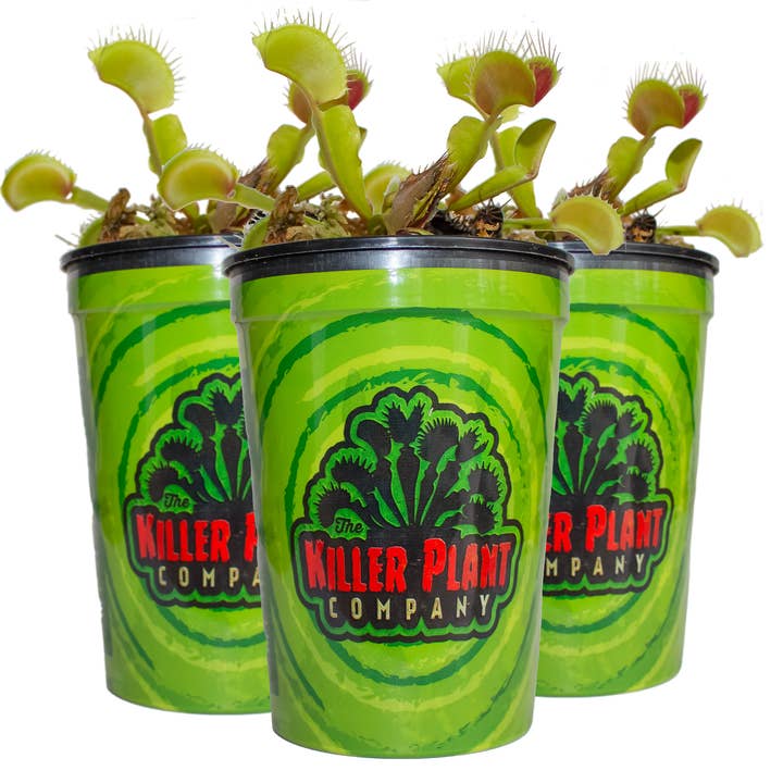 Killer Plant Company - Wholesale Live Plant - Venus Fly Traps w/ Humidity Dome