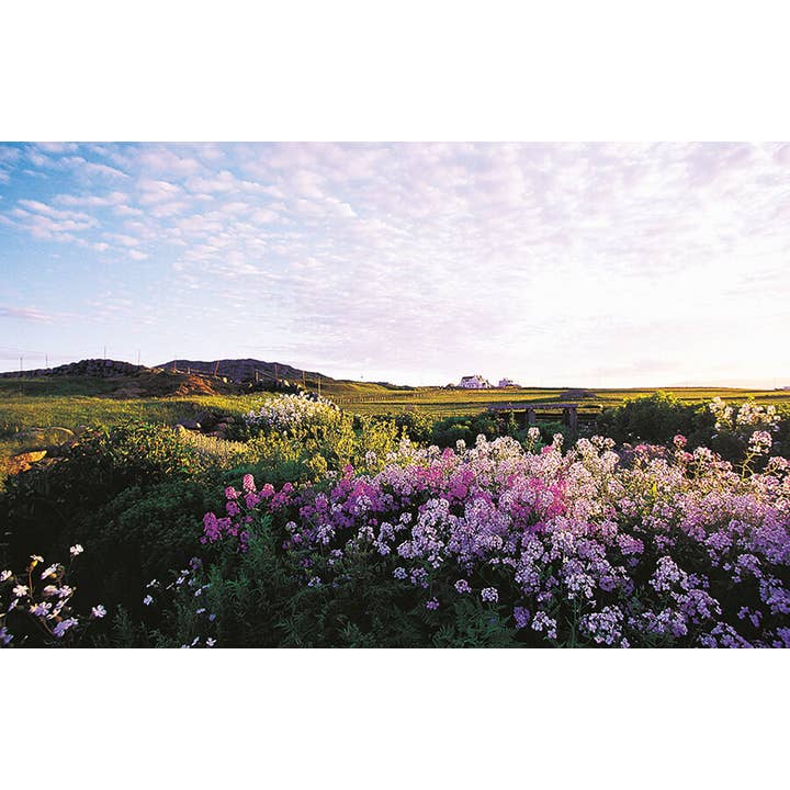 Postal pequeña Dawn Inspiration para venta al por mayor de Island Blue Publishing