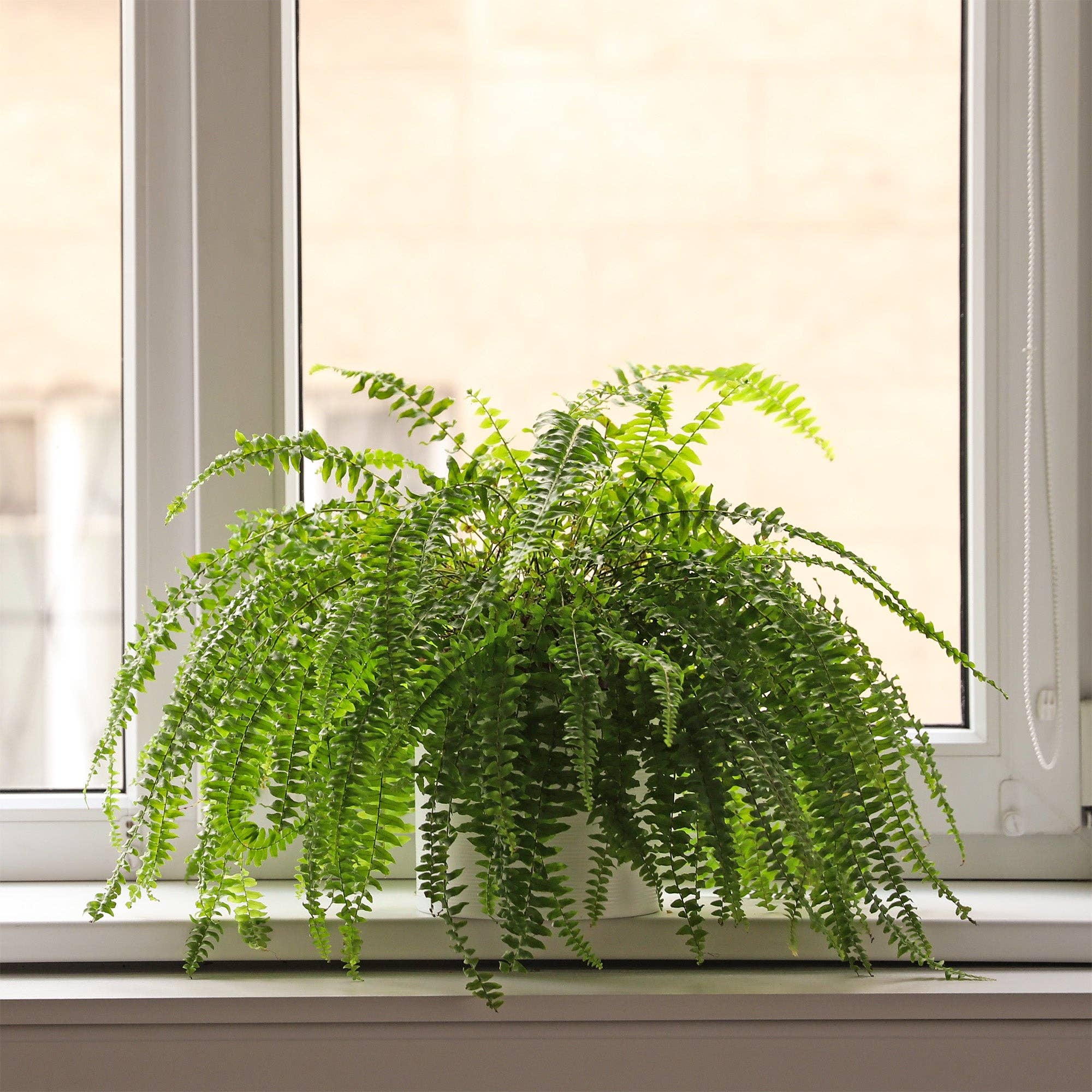 Kurated Korner - Wholesale Planting/Potting Soil - Soil Sunrise Fern Plant Potting Soil Mix6