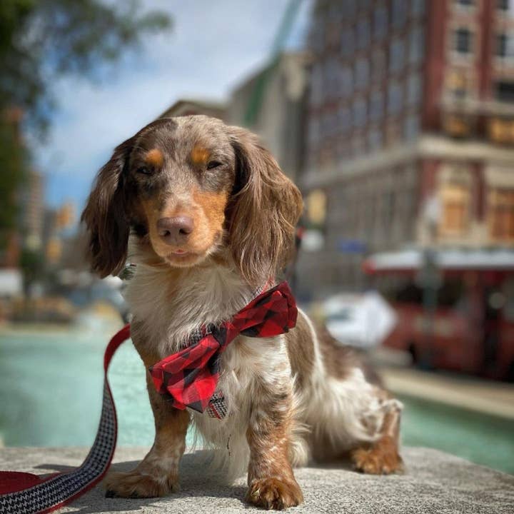 Huxley & Kent - Wholesale Pet Bow Tie - Cat/Dog - Buffalo Check Bow Tie
