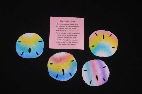 Darlene's Shells - Wholesale Decorative Tabletop Object - RAINBOW SANDDOLLAR0