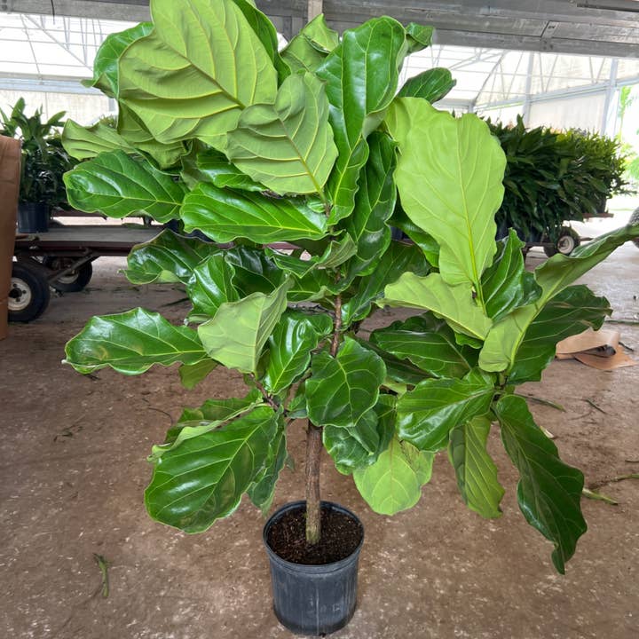 10" Ficus Lyrata Standard for wholesale by Triad Plants