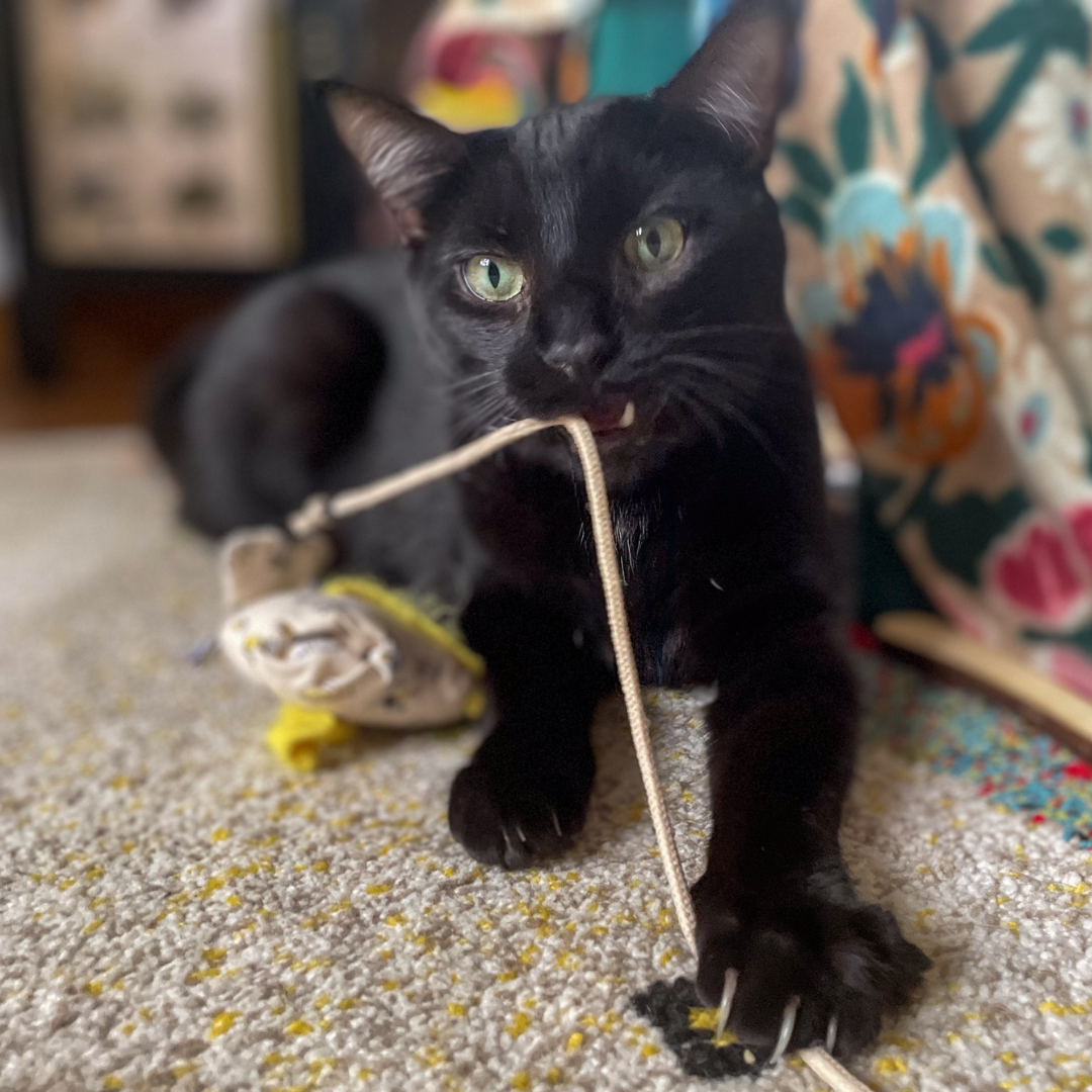 Petits Fripons - Wholesale Pet Toy - Cat - The cat cane + 5 herbs pack7