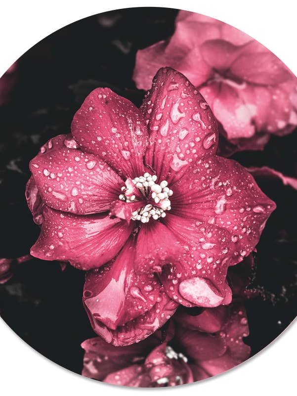 Muurcirkel rose goutte à goutte pour la vente par Label2X B.V.