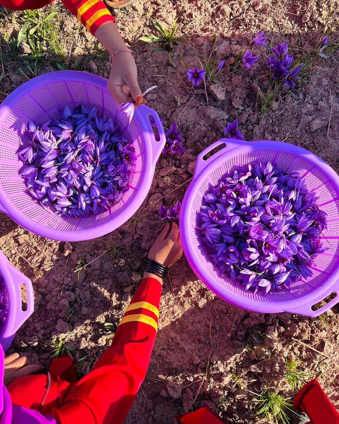 Aseel Buy Good - Wholesale Dried Spice - Afghani Saffron Threads  Premium Quality 10gr12