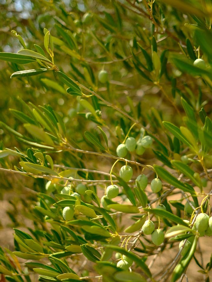 Teinture végétale à base de feuilles d'olivier pour la vente par Daydream Organics | Prairie Doctor Brand