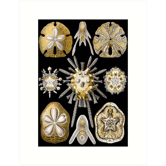 Haeckel 30 | Blank Greeting Card for wholesale by Lucca Paperworks