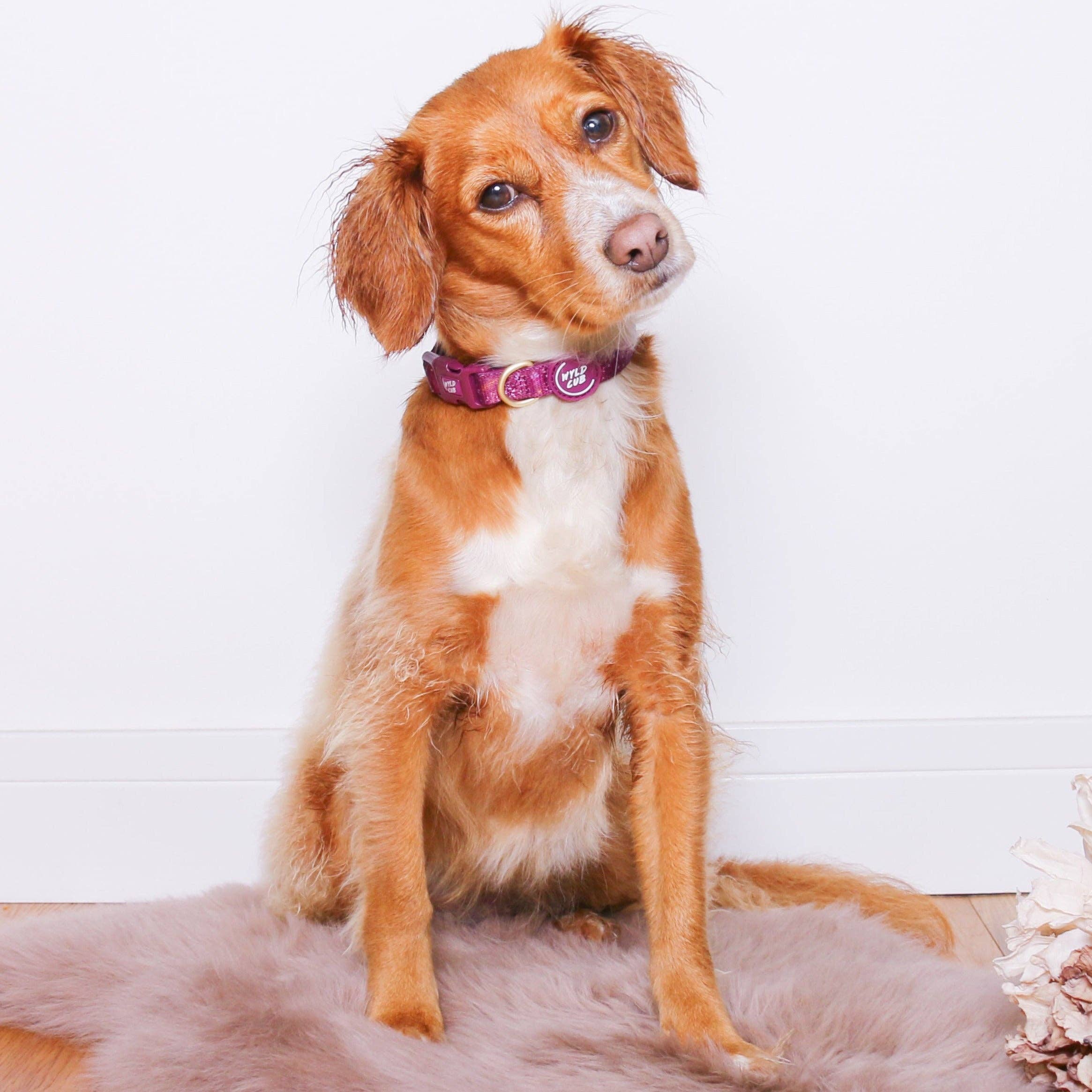 WYLD CUB - Vente Collier – chien - Collier ajustable pour chien : Chiswick Fig3