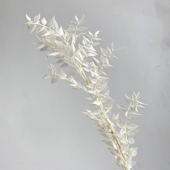 We Dried Our Best – wholesale Dried/pressed flowers – Italian Ruscus - Preserved/Dried, Bleached White, 50-70cm