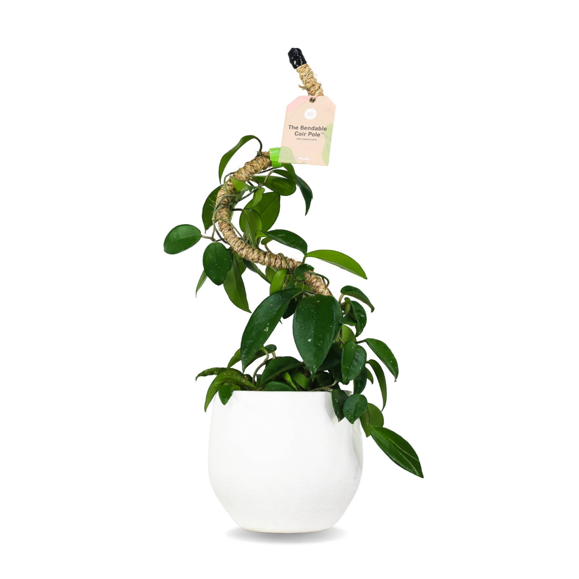 Mossify - Wholesale Trellis - Bendable Coir Pole™ – Flexible Plant Support for Tropicals4