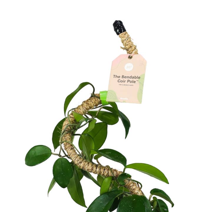 Biegsamer Kokosstab™ – Flexibler Pflanzensupport für Tropenpflanzen für den Großhandel von Mossify