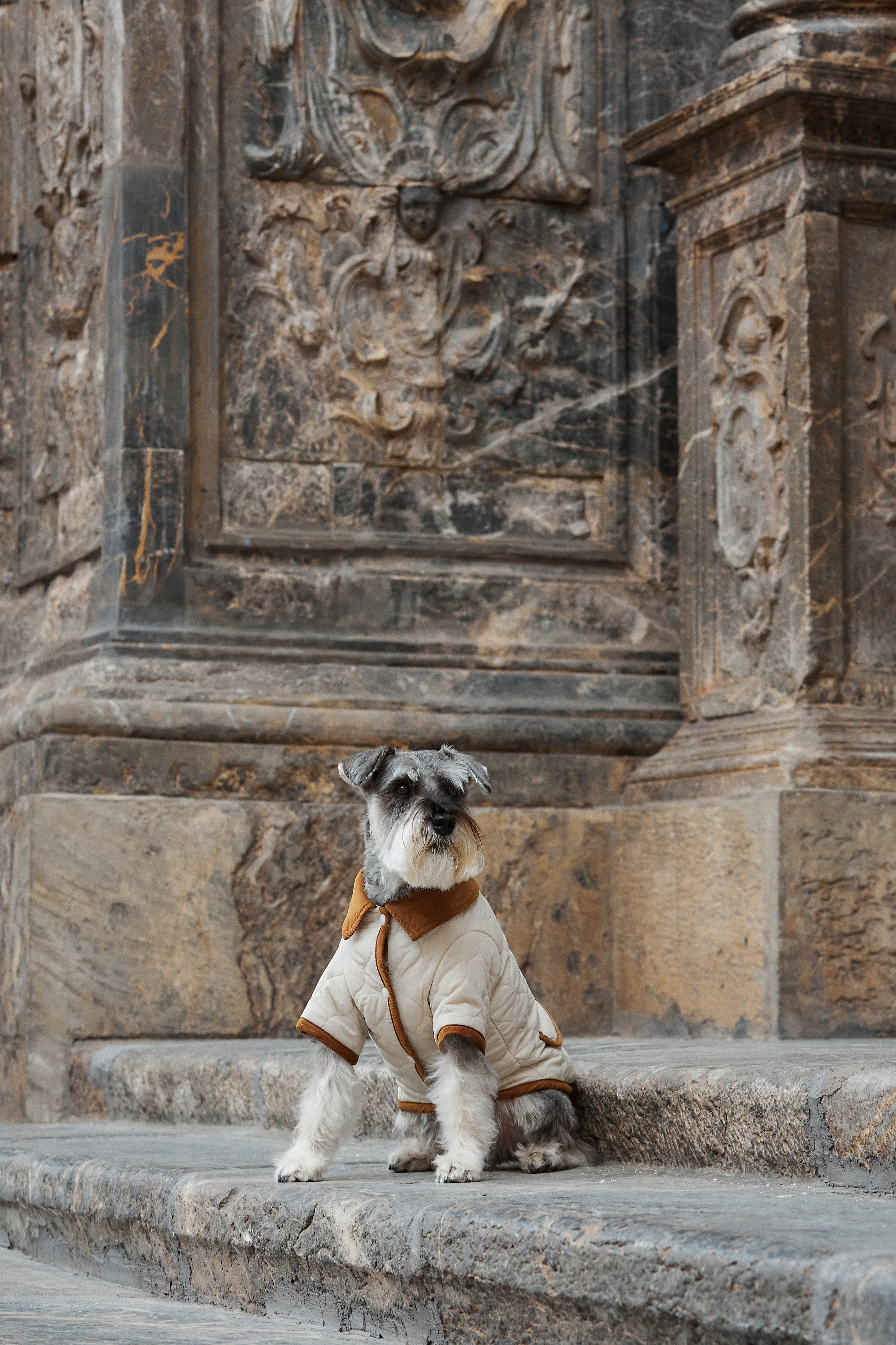 ARISTOPET – wholesale Hundjacka - Hund – Spencer-jacka för husdjur med vaddering och stilren design16