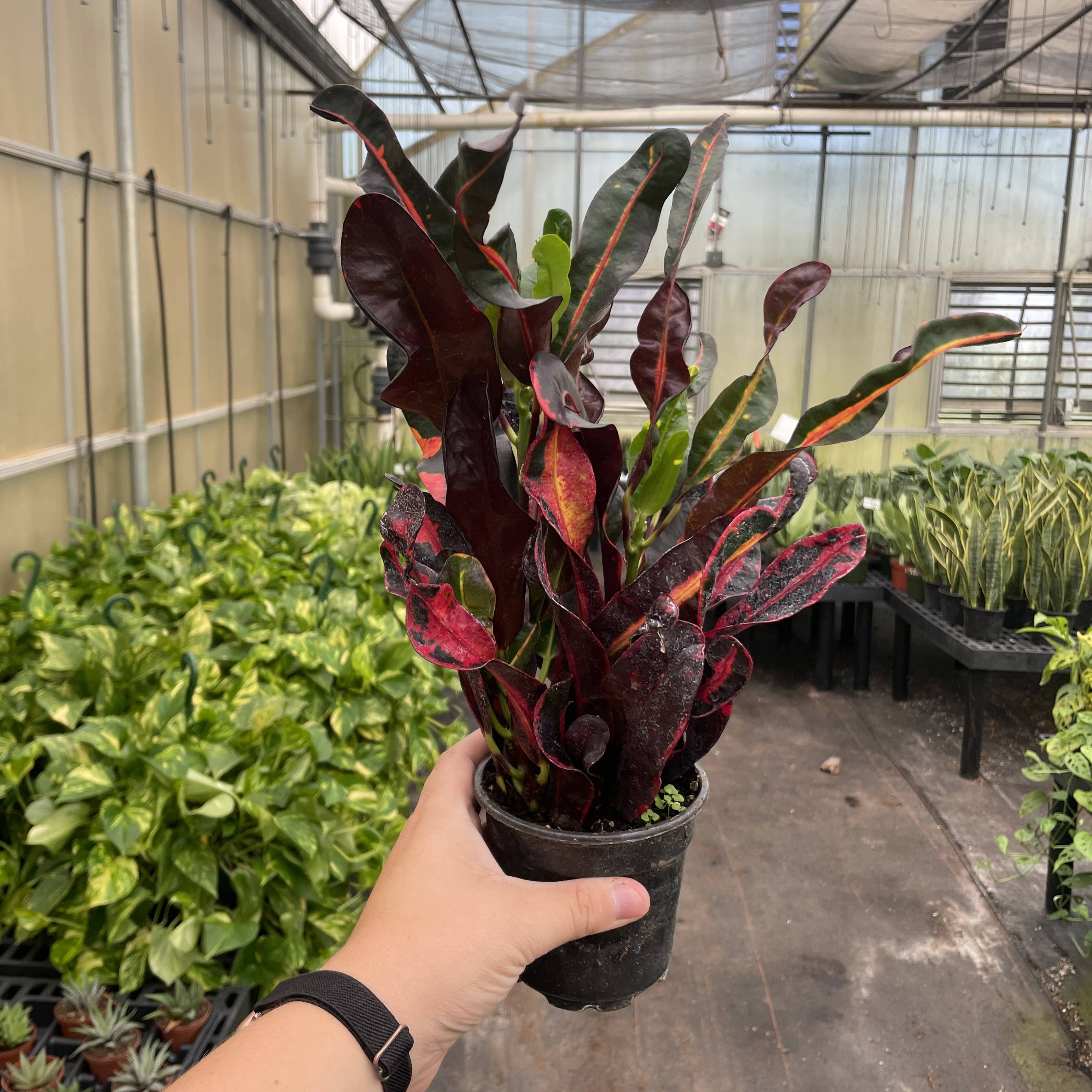 Thorsen's Greenhouse - Wholesale Live Plant - Mammy Croton - Live Plant7