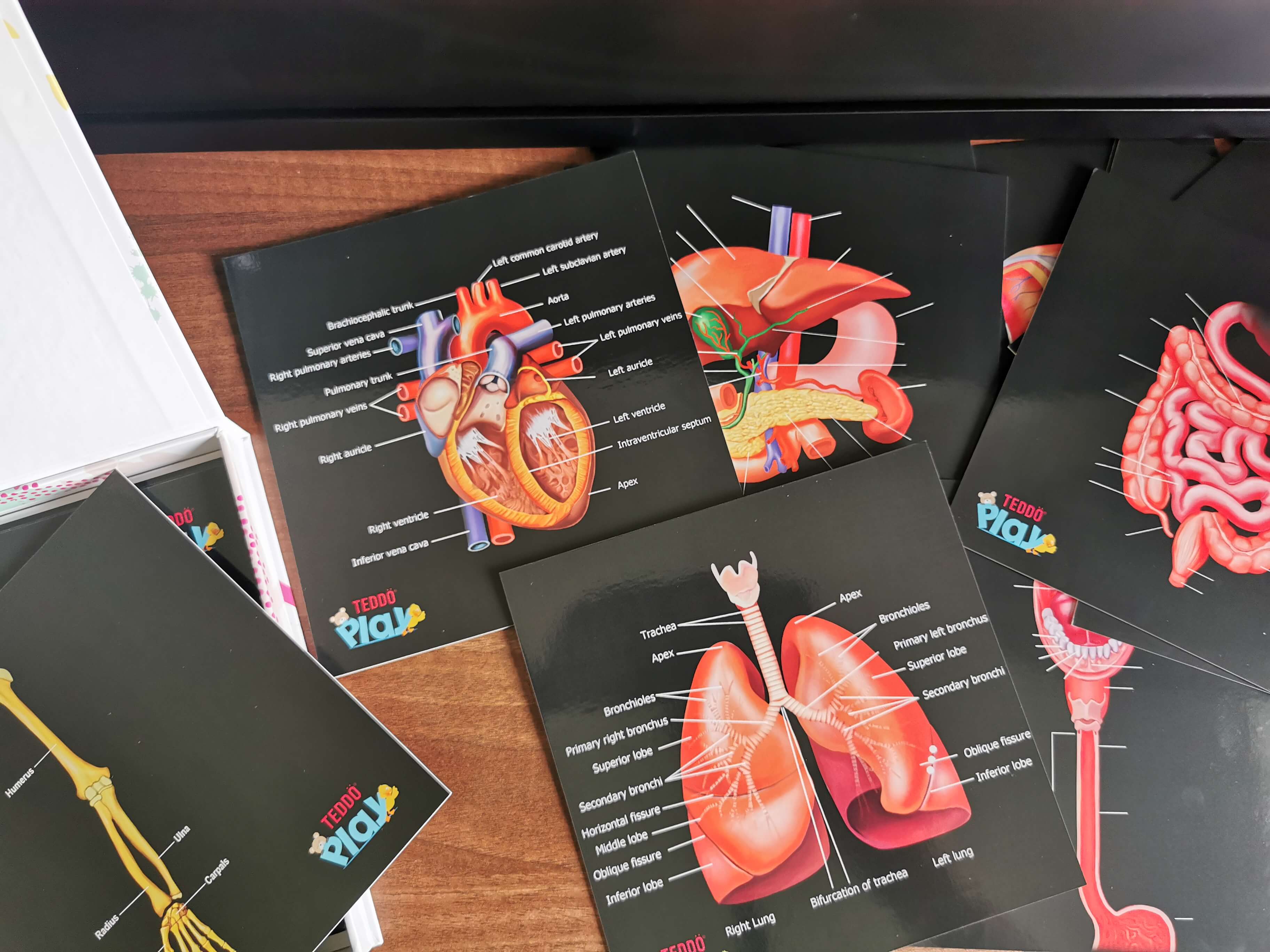 Teddo Play – Großhandel Lernkarten – Kind & Baby – Schließen Sie die pädagogischen Geschenke der menschlichen Anatomie+Werbegeschenke ab14