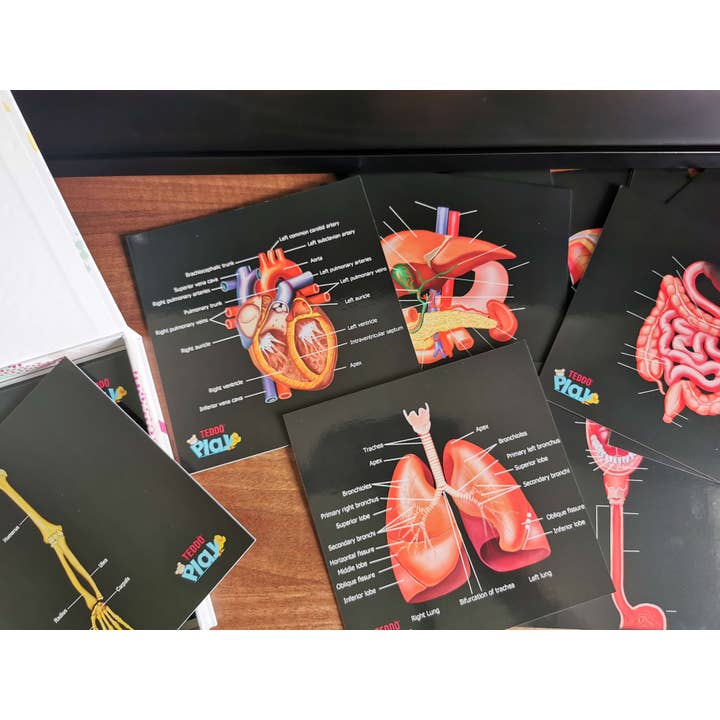 Teddo Play – Großhandel Lernkarten – Kind & Baby – Schließen Sie die pädagogischen Geschenke der menschlichen Anatomie+Werbegeschenke ab14