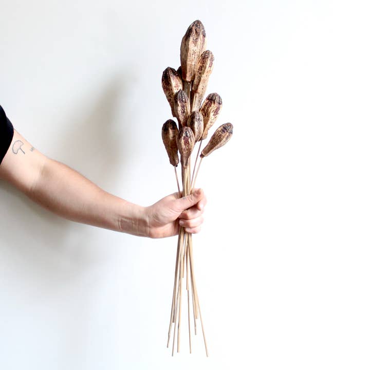 Natural Mahogany Pod on Stems for wholesale on Faire2