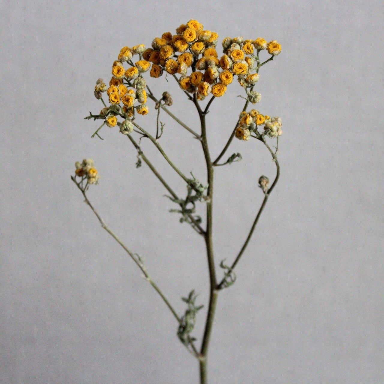 Or naturel Tansy en vente sur Faire1