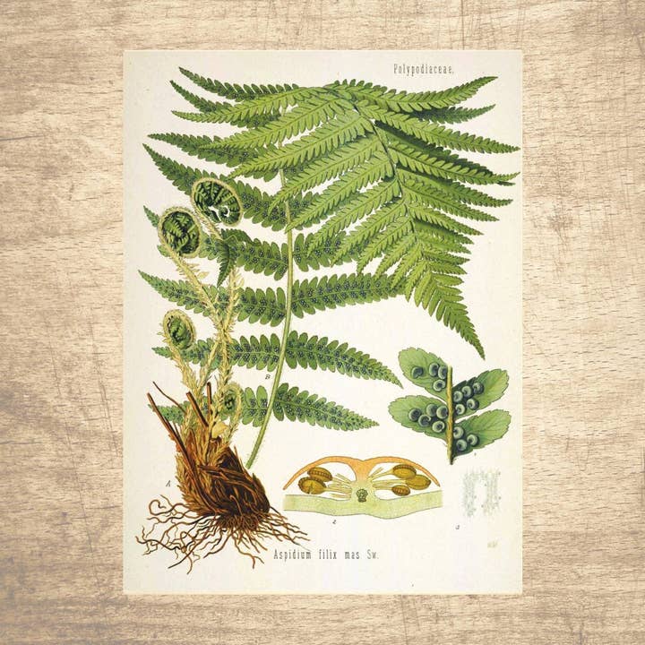 Illustration botanique de fougère pour la vente par Lettered & Lined