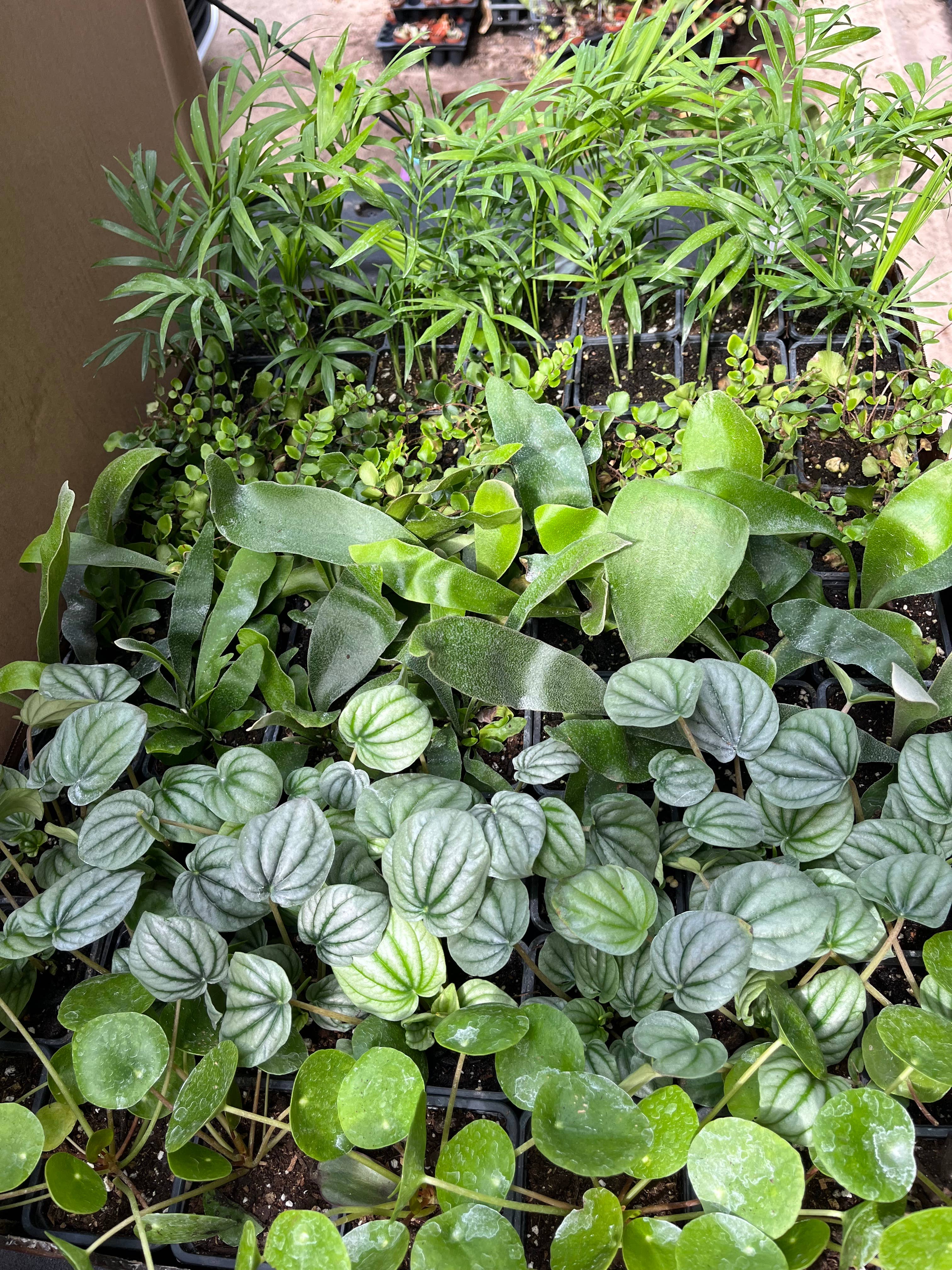 Succulents & Such, Inc. - Wholesale Live Plant -  3" Pet Friendly Plant Assortment 1