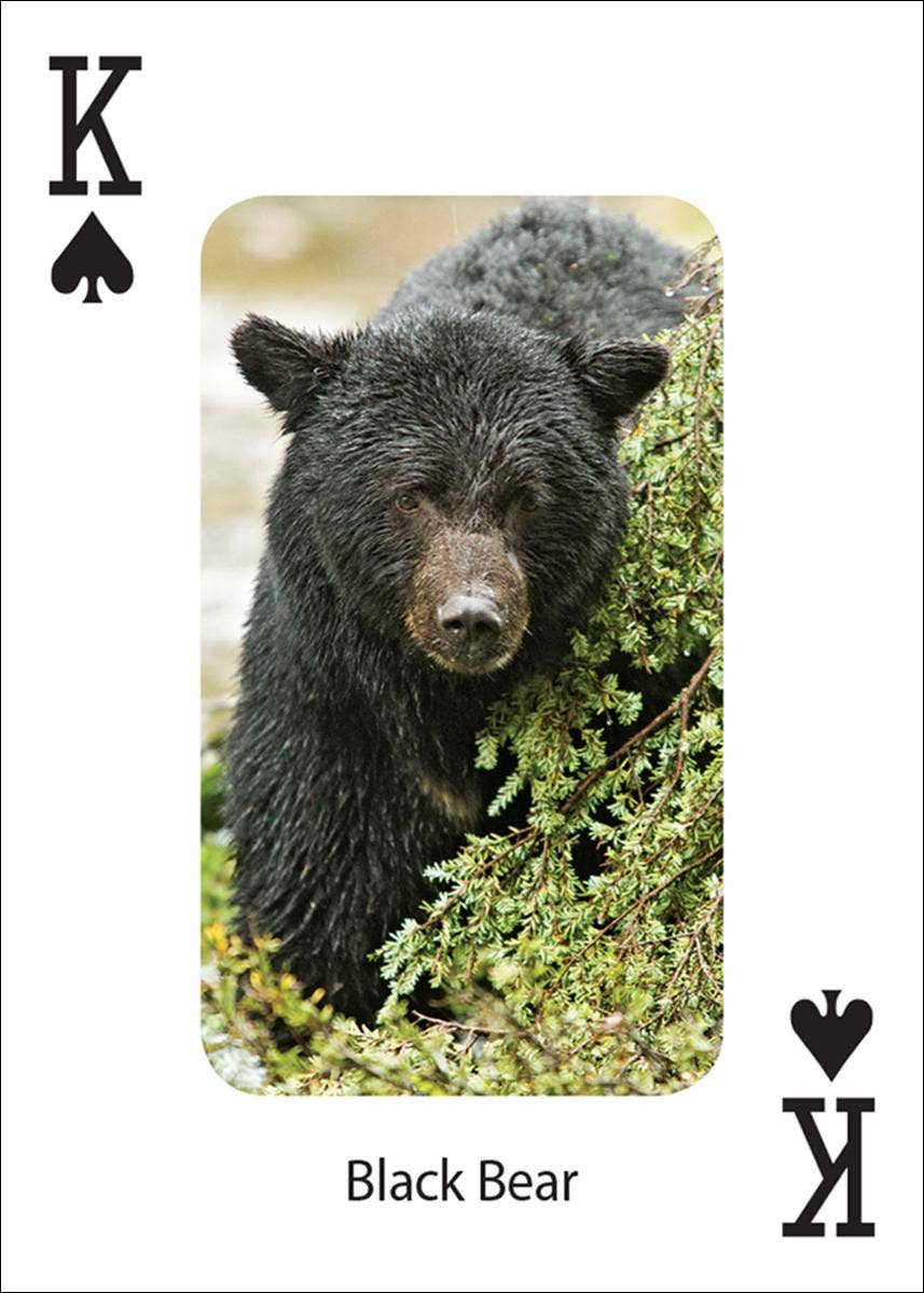 AdventureKEEN - Wholesale Playing Cards - Bears Playing Cards4