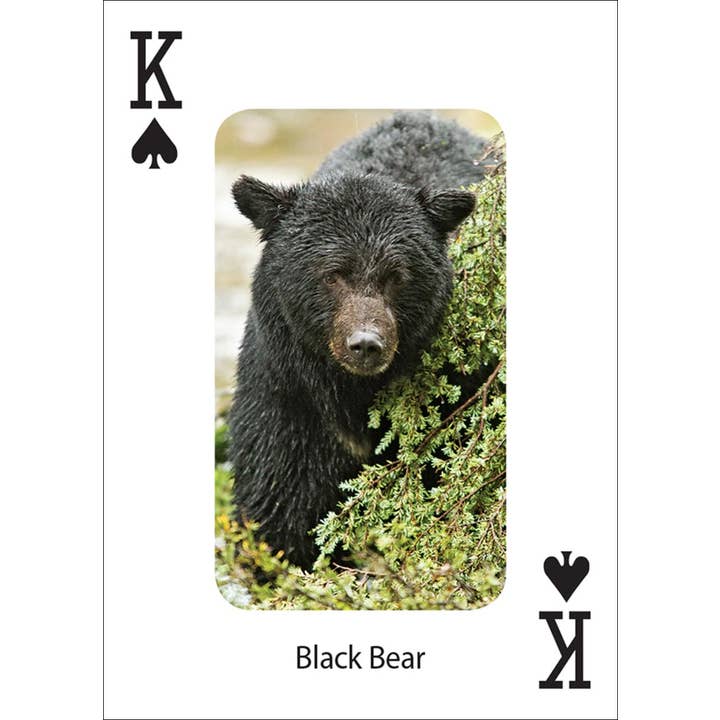 AdventureKEEN - Wholesale Playing Cards - Bears Playing Cards4