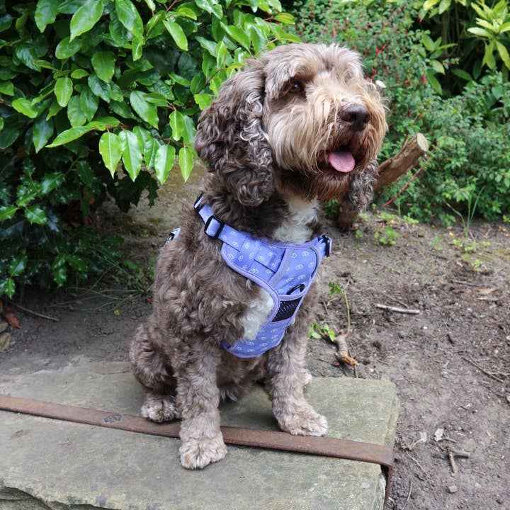 Paws & Presto Ultimate Adventure Harness (helt justerbar icke dragsele) för wholesale av Paws & Presto