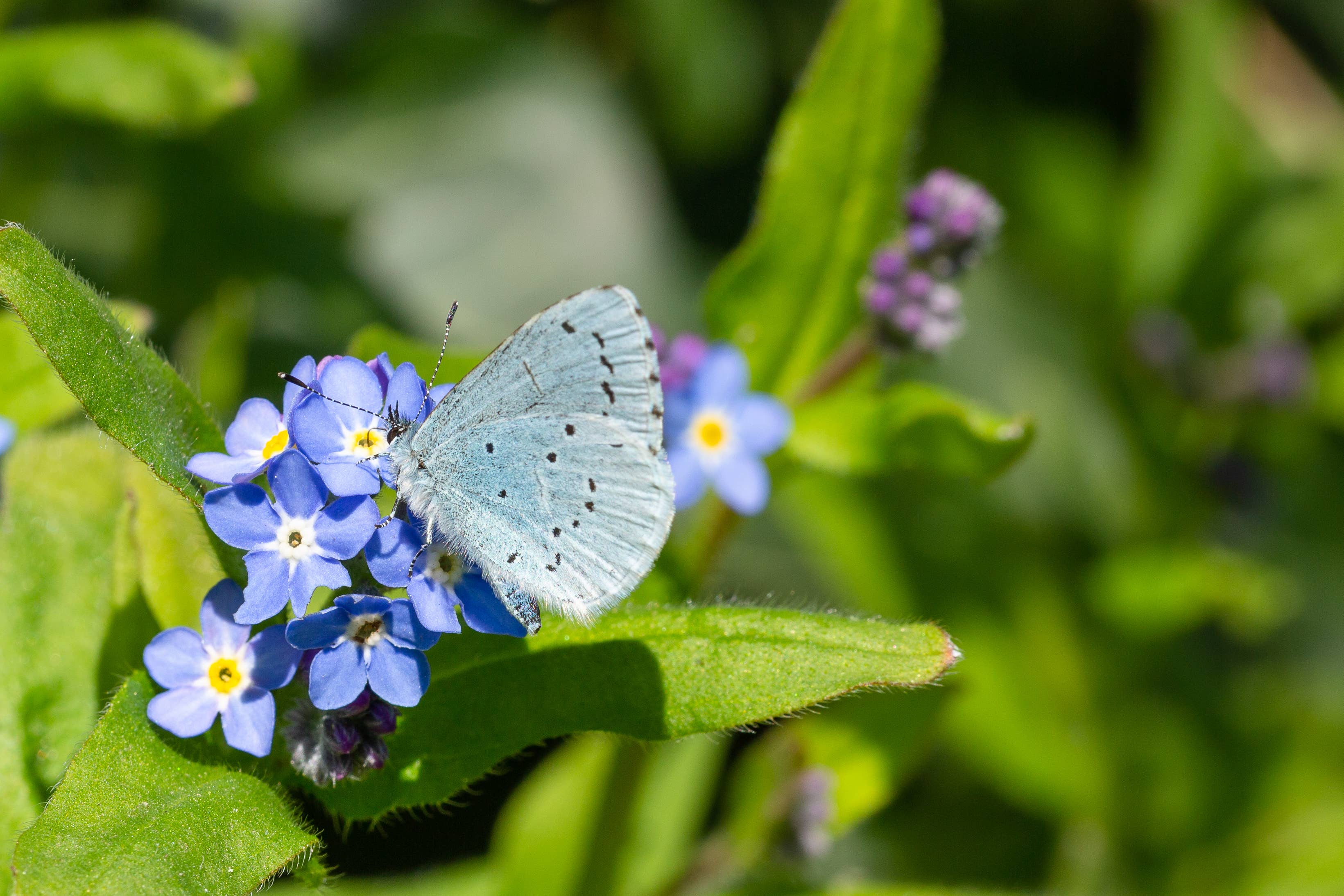 Seedball – wholesale Plant seeds – Wildlife Collection Seed Boxes8