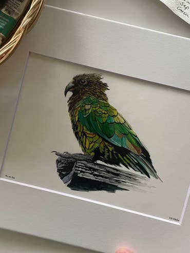 Kea - Giclee Print for wholesale by Bird Art by KB