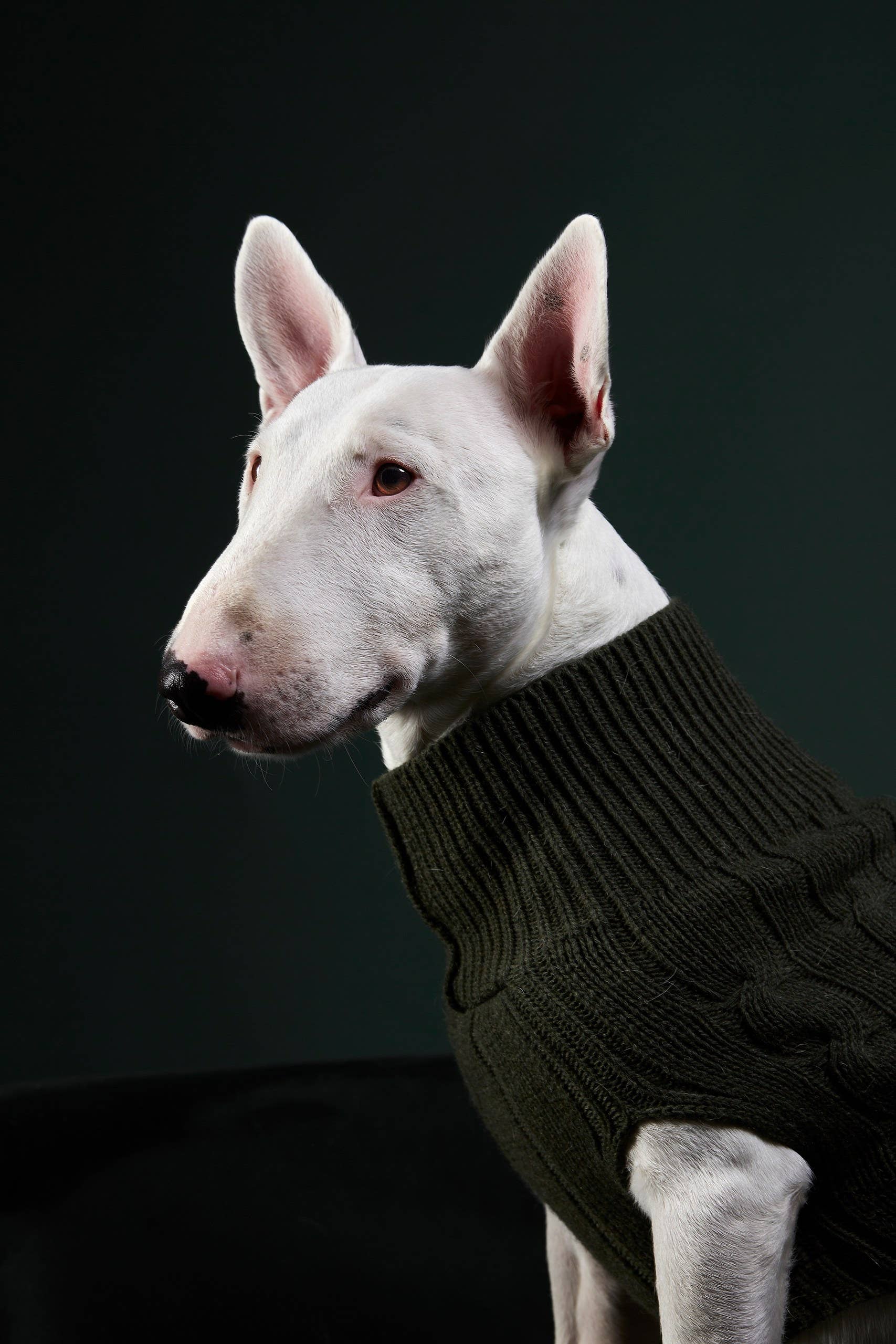 ARISTOPET - Vendita all'ingrosso Maglione - Cani - MAGLIA ASPEN8