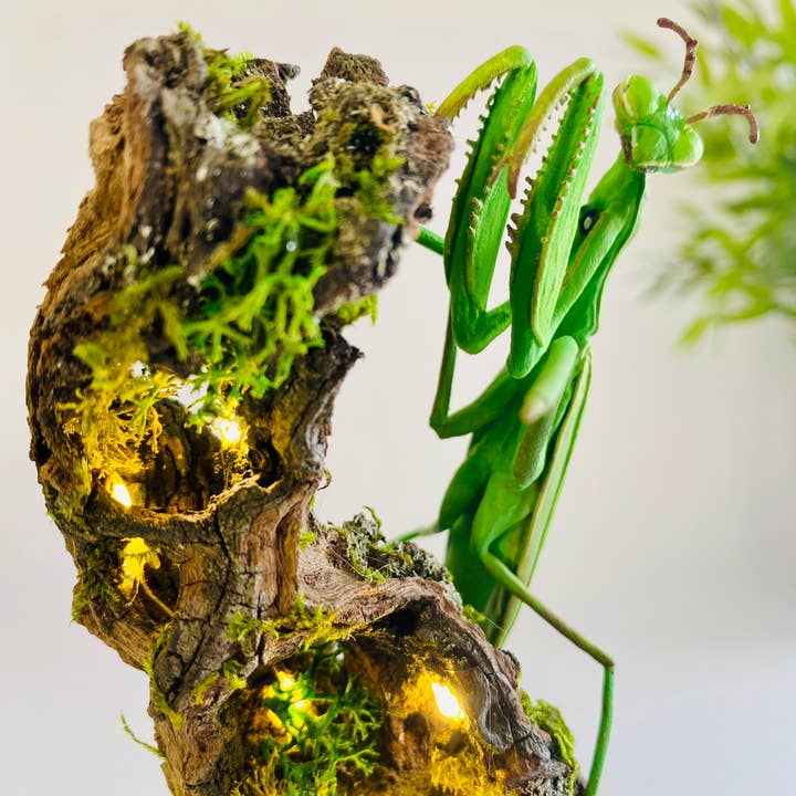 Thingx - Wholesale Decorative Tabletop Object - The praying mantis, curiosity under a glass dome5