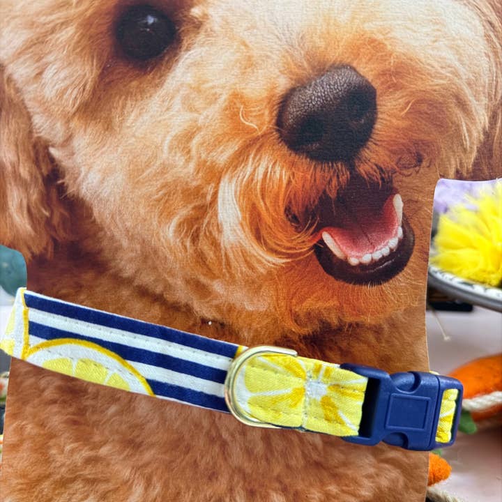 Dog Collar - Summer lemon-aide for wholesale by Little Barks Boutique