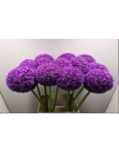 Florasource - Wholesale Fresh Cut Flowers - Allium Ambassador 90cm 40 stems