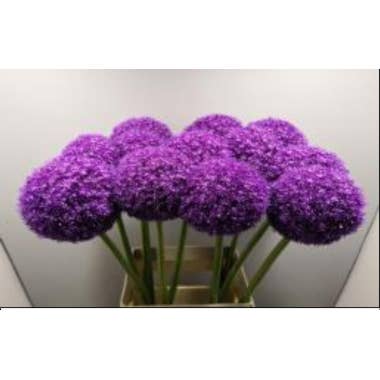 Florasource - Wholesale Fresh Cut Flowers - Allium Ambassador 90cm 40 stems0